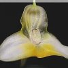 ORCHIDEES DU FENOUILLEDES