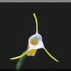 ORCHIDEES DU FENOUILLEDES