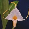 ORCHIDEES DU FENOUILLEDES