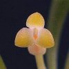 ORCHIDEES DU FENOUILLEDES