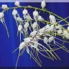 ORCHIDEES DU FENOUILLEDES