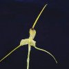 ORCHIDEES DU FENOUILLEDES