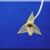 ORCHIDEES DU FENOUILLEDES