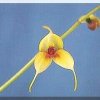 ORCHIDEES DU FENOUILLEDES