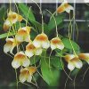 ORCHIDEES DU FENOUILLEDES