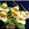ORCHIDEES DU FENOUILLEDES
