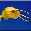 ORCHIDEES DU FENOUILLEDES