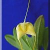 ORCHIDEES DU FENOUILLEDES