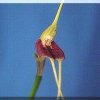 ORCHIDEES DU FENOUILLEDES