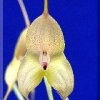 ORCHIDEES DU FENOUILLEDES