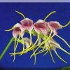 ORCHIDEES DU FENOUILLEDES