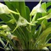 ORCHIDEES DU FENOUILLEDES