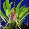 ORCHIDEES DU FENOUILLEDES