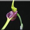 ORCHIDEES DU FENOUILLEDES