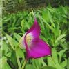 ORCHIDEES DU FENOUILLEDES