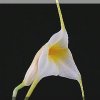 ORCHIDEES DU FENOUILLEDES