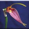 ORCHIDEES DU FENOUILLEDES