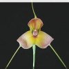 ORCHIDEES DU FENOUILLEDES