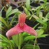 ORCHIDEES DU FENOUILLEDES