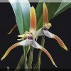 ORCHIDEES DU FENOUILLEDES