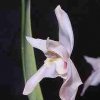 ORCHIDEES DU FENOUILLEDES