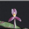 ORCHIDEES DU FENOUILLEDES