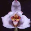 ORCHIDEES DU FENOUILLEDES