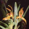 ORCHIDEES DU FENOUILLEDES