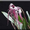ORCHIDEES DU FENOUILLEDES