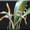 ORCHIDEES DU FENOUILLEDES