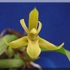 ORCHIDEES DU FENOUILLEDES