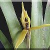 ORCHIDEES DU FENOUILLEDES