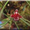 ORCHIDEES DU FENOUILLEDES