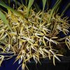 ORCHIDEES DU FENOUILLEDES