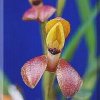 ORCHIDEES DU FENOUILLEDES
