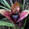 ORCHIDEES DU FENOUILLEDES