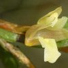 ORCHIDEES DU FENOUILLEDES