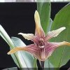 ORCHIDEES DU FENOUILLEDES