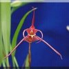 ORCHIDEES DU FENOUILLEDES