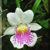 ORCHIDEES DU FENOUILLEDES