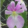 ORCHIDEES DU FENOUILLEDES