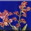 ORCHIDEES DU FENOUILLEDES