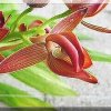 ORCHIDEES DU FENOUILLEDES