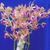 ORCHIDEES DU FENOUILLEDES