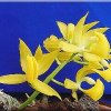ORCHIDEES DU FENOUILLEDES