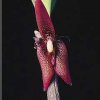 ORCHIDEES DU FENOUILLEDES