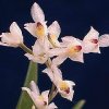 ORCHIDEES DU FENOUILLEDES