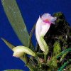 ORCHIDEES DU FENOUILLEDES