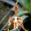 ORCHIDEES DU FENOUILLEDES