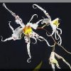 ORCHIDEES DU FENOUILLEDES